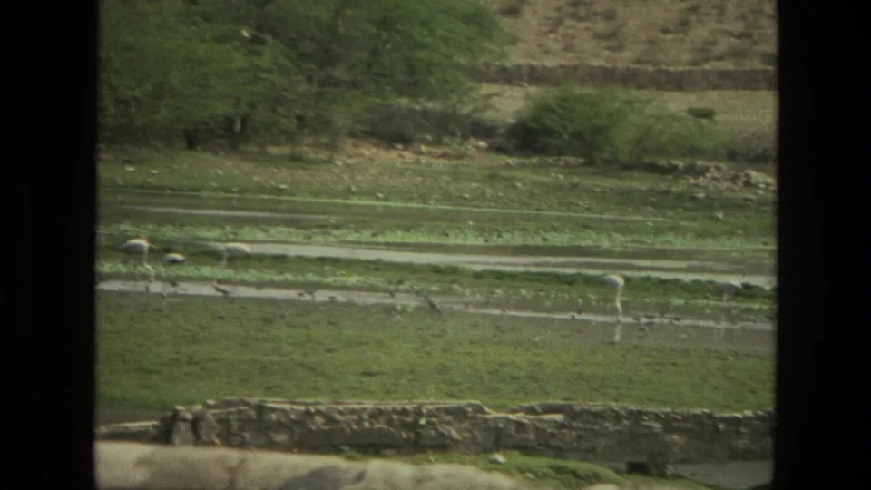 1974 India 8mm frame of a rural field with stone wall boundaries, wading birds, trees, and shallow water channels.