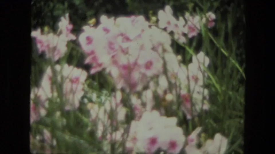 1974 India 8mm frame showing pink and pale garden flowers amid dense green foliage in soft focus.