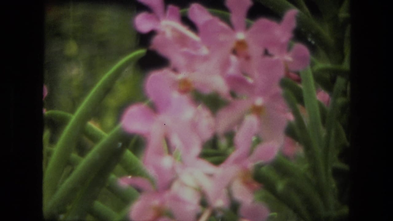 Close view of pink flowers and long green leaves against a blurred garden background.