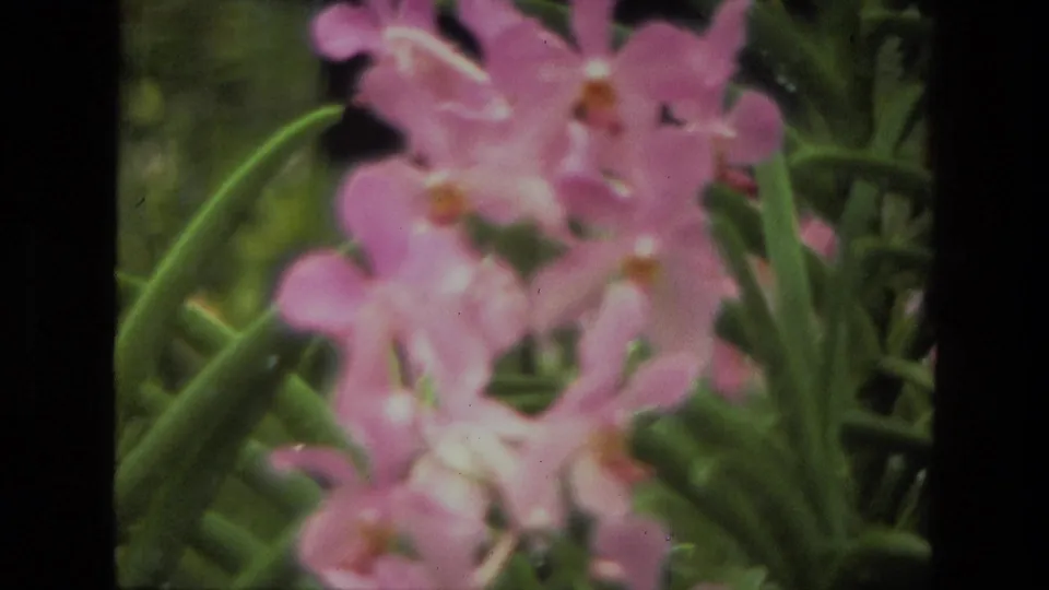 1974 India 8mm close-up of pink garden flowers, green leaves, and visible film-frame edges.