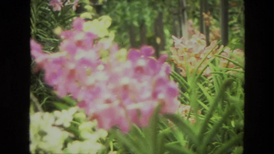 1974 India 8mm frame showing pink and pale flowers in a lush garden with foliage and tree trunks beyond.