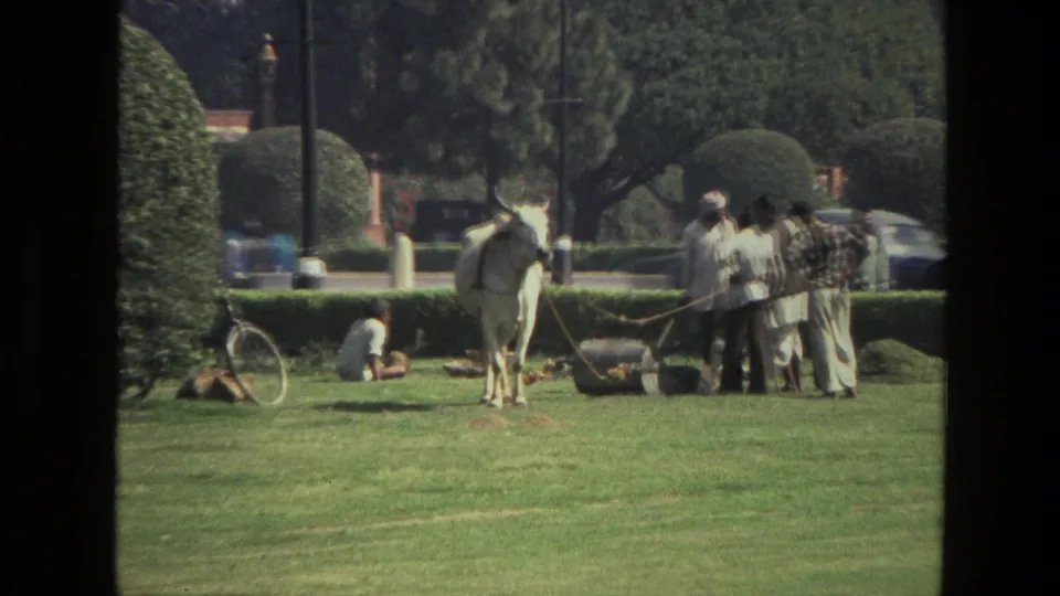 1974 India home-movie frame showing a white ox and cart on a landscaped lawn with several people nearby.