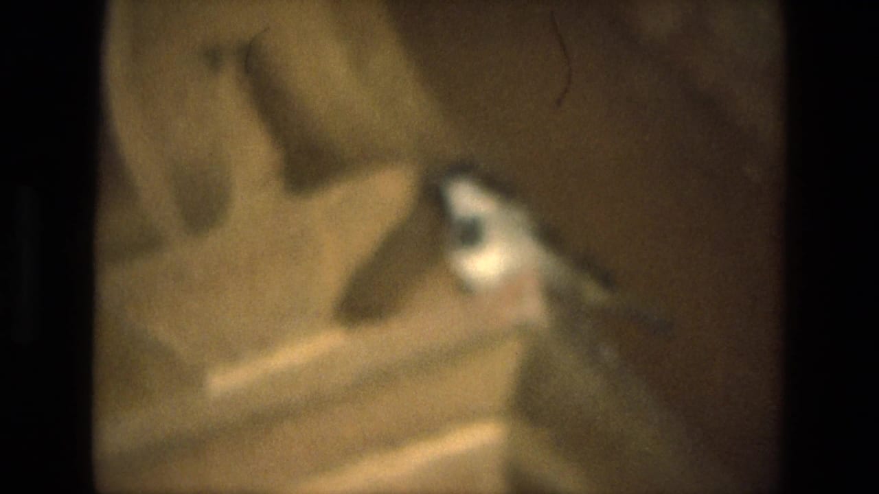 A small bird appears perched near a warm-toned house wall or beam in 1974 India home-movie footage.