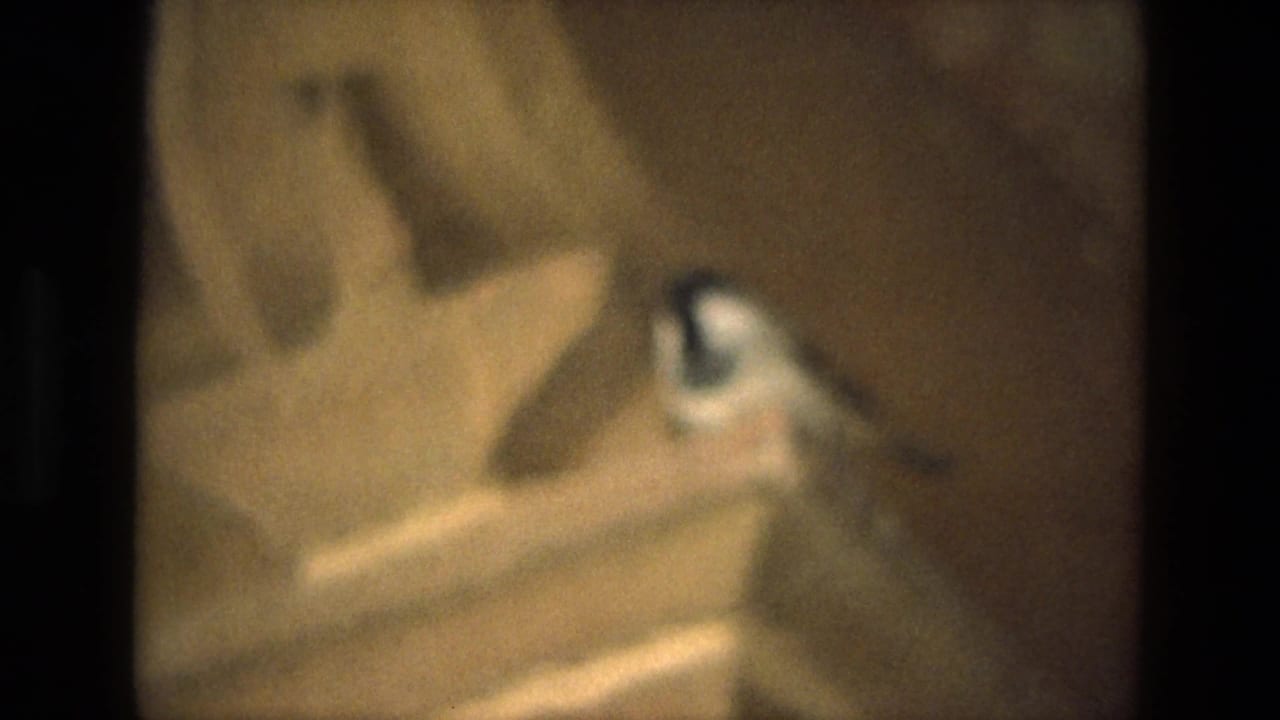The bird remains mostly still beside a dark vertical strip and warm wall surface in the India home-movie shot.