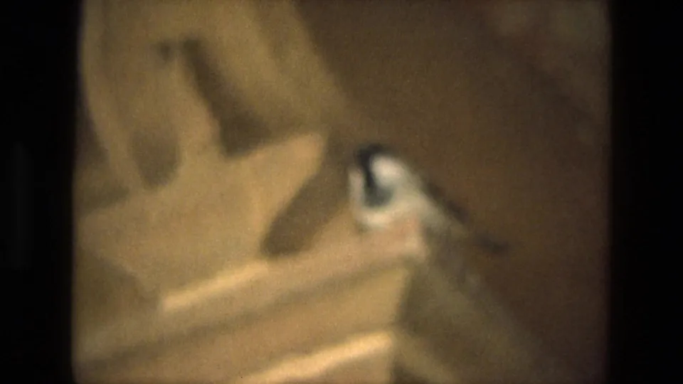 The bird remains mostly still beside a dark vertical strip and warm wall surface in the India home-movie shot.