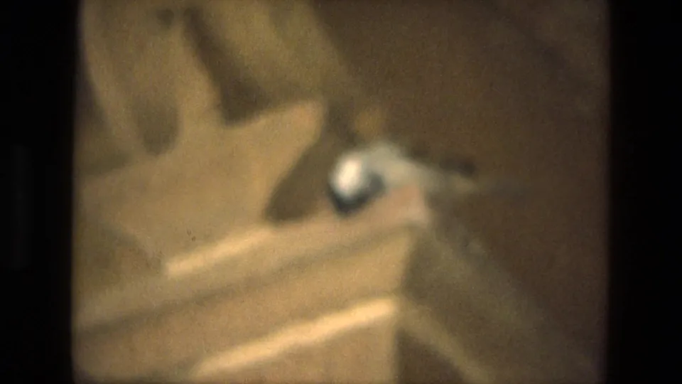 A softly blurred frame shows the bird lower against the same warm-toned wall or beam surface.