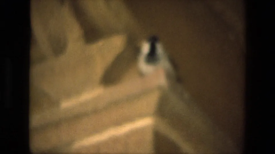 The final frame shows the bird angled upward beside a dark vertical border in warm 1974 India home-movie footage.