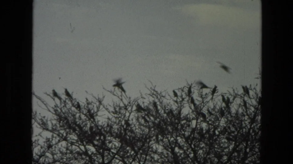 1974 India 8mm frame with silhouetted birds moving around bare branches under a muted sky.
