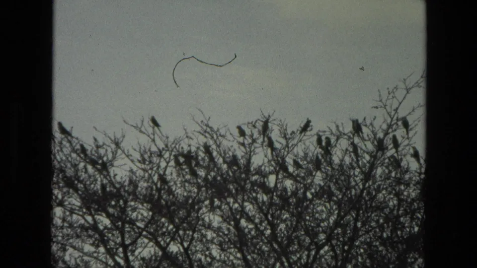 1974 India 8mm frame showing numerous dark bird silhouettes perched along a dense line of bare branches.