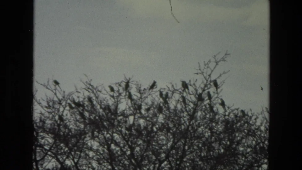 1974 India 8mm frame of birds perched in sparse branches, framed by the dark edge of the scanned film.