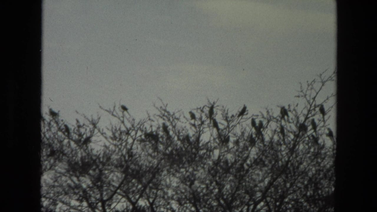 Dark birds perched along bare treetop branches against a pale sky.