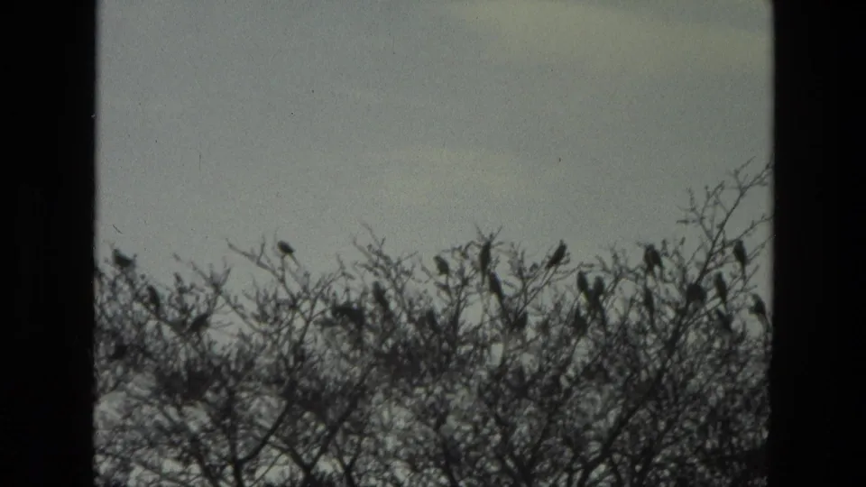 1974 India 8mm frame showing dark birds resting in sparse treetop branches beneath a muted sky.