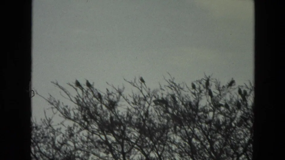 1974 India 8mm frame with several dark birds spaced across fine branches under a washed, overcast-looking sky.