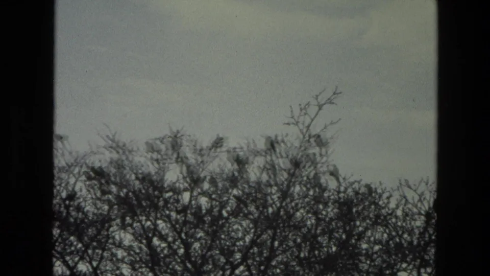 1974 India 8mm frame showing a dense bare treetop edge with a few dark birds visible among the branches.