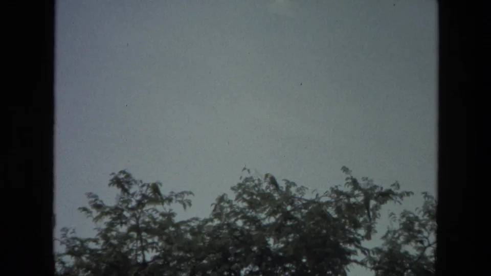 1974 India 8mm frame showing a leafy treetop edge against pale sky, with possible small perched birds near the upper branches.