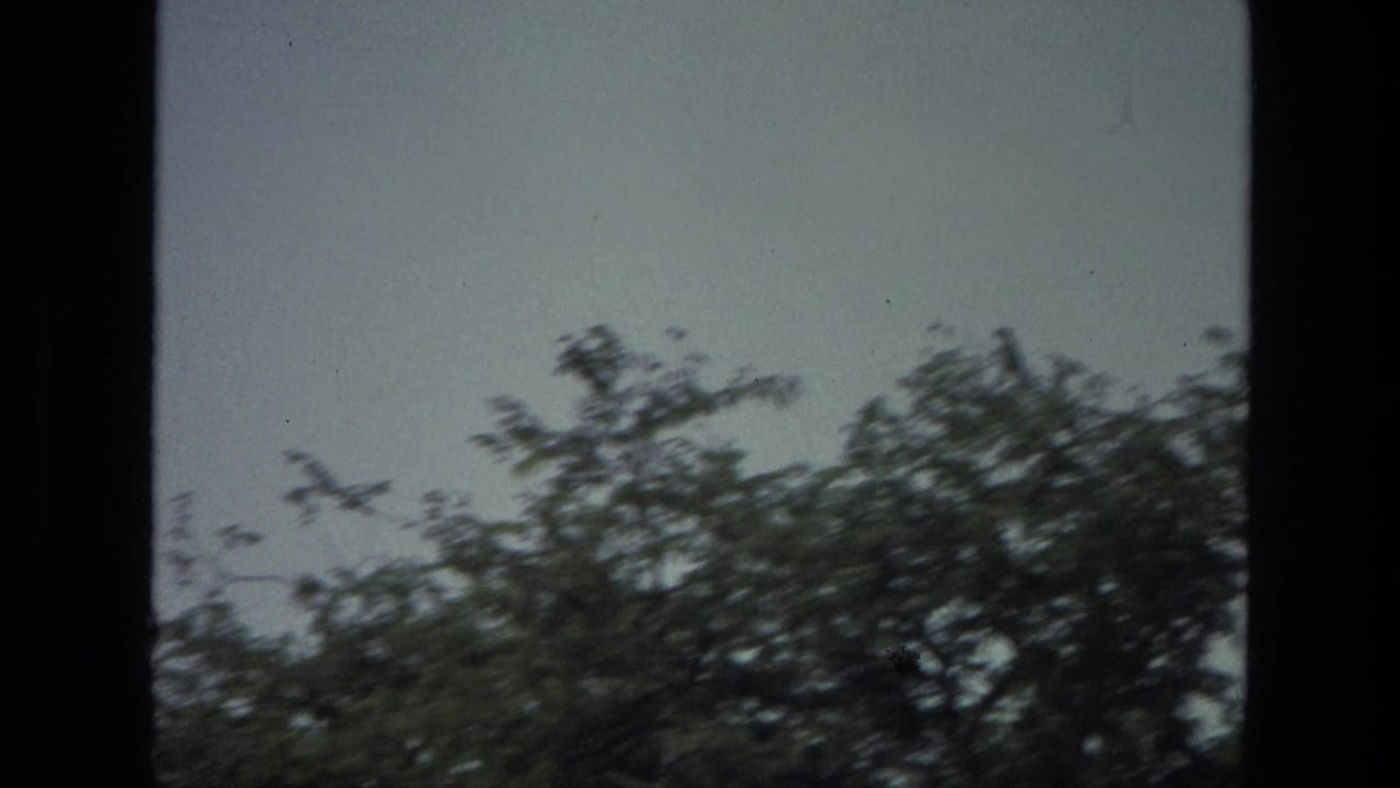 1974 India 8mm frame showing dark birds near treetop branches against an overcast sky, with soft grain and a vertical dark border.