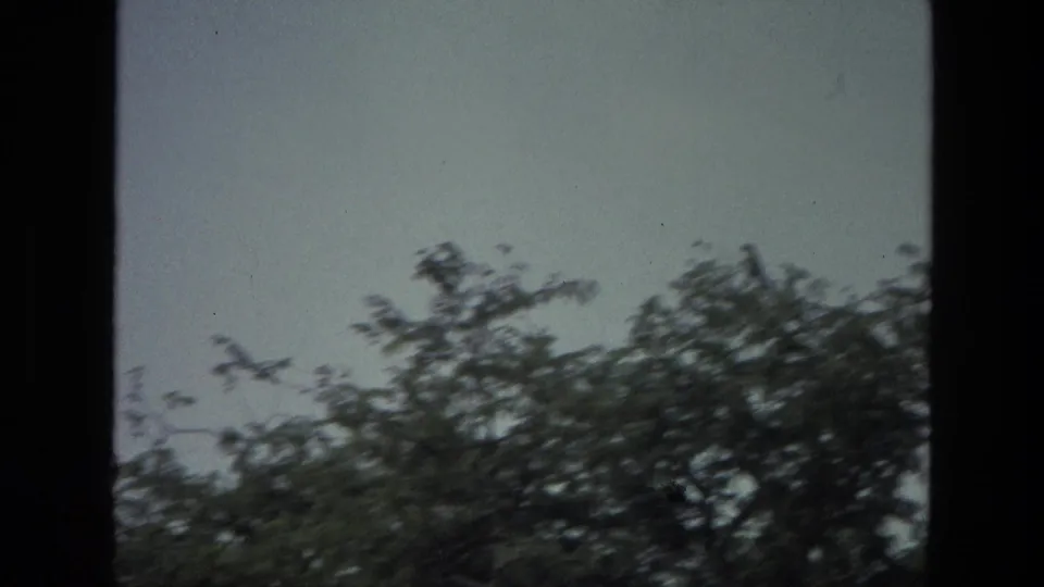 1974 India 8mm frame showing dark birds near treetop branches against an overcast sky, with soft grain and a vertical dark border.
