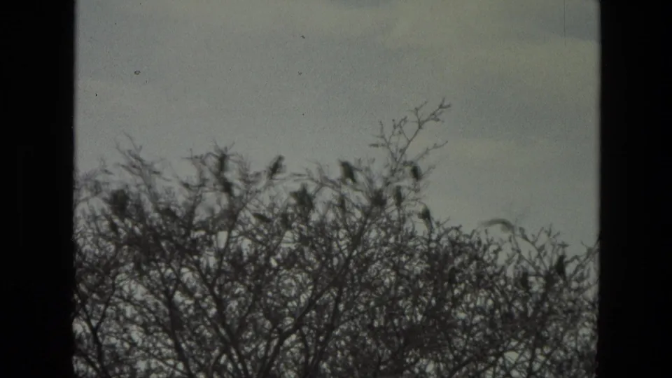 1974 India 8mm frame with multiple dark birds perched along thin treetop branches beneath a pale, cloudy sky.
