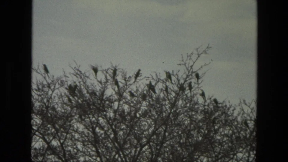 1974 India 8mm frame showing dark birds scattered along tangled upper branches, with muted color and visible film grain.