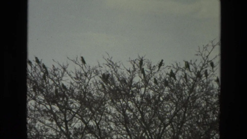 1974 India 8mm frame of birds sitting in upper branches, bordered by dark film edges and softened by home-movie grain.