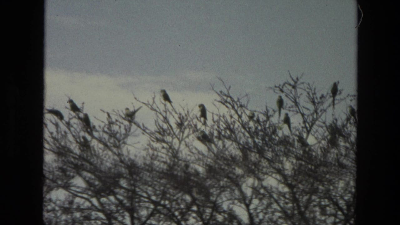 Silhouetted birds perched on bare tree branches against a pale sky.