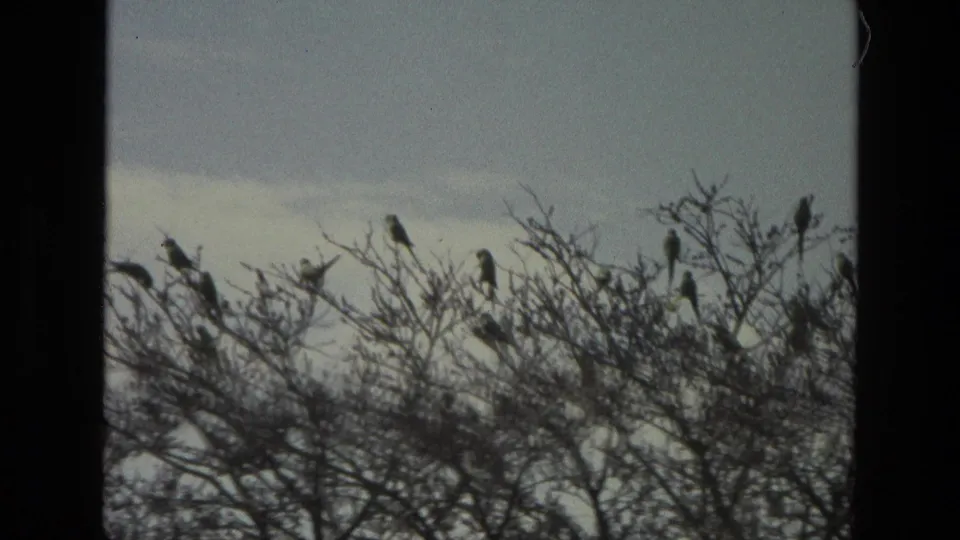 1974 India 8mm frame showing several birds in silhouette along bare tree branches beneath a pale sky.