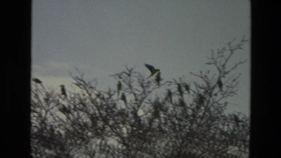 1974 India 8mm frame with a flock on bare branches and one bird lifting off against the pale sky.
