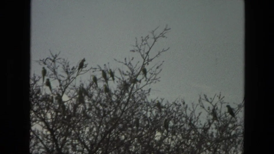 1974 India 8mm frame showing birds spaced across bare tree limbs in a quiet home-movie view.