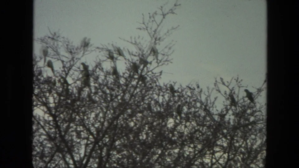 1974 India 8mm frame with multiple birds clustered in a leafless tree against a washed pale sky.