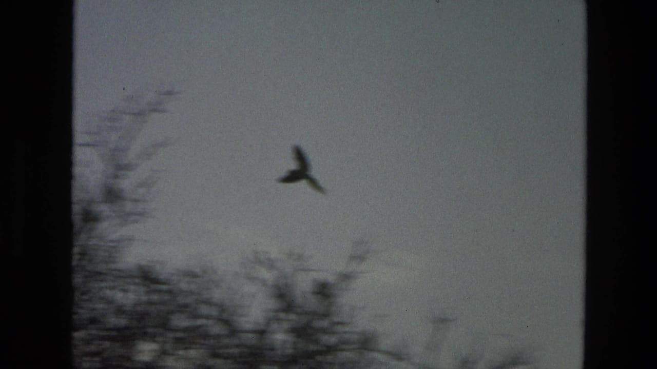 A bird flies past bare tree branches against a muted sky.