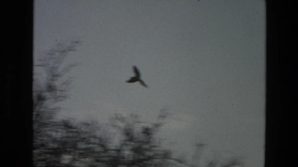 In 1974 India 8mm footage, a bird crosses a pale sky above soft, silhouetted branches.