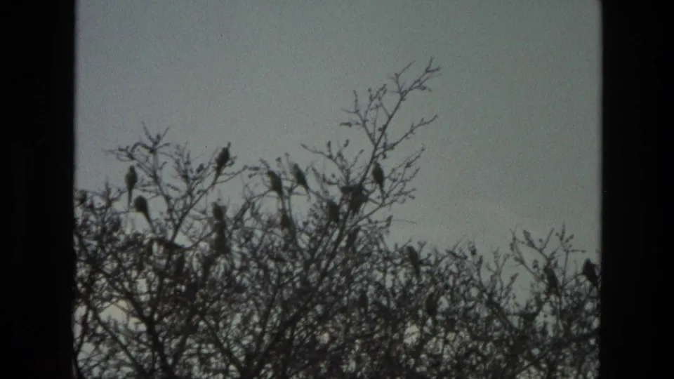 Birds sit among thin, bare branches in a softly focused 1974 India home-movie frame.