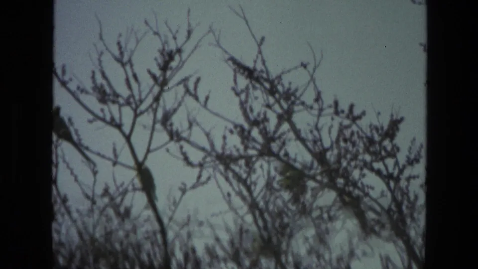 A 1974 India 8mm frame shows birds resting in a sparse tree canopy under a muted sky.