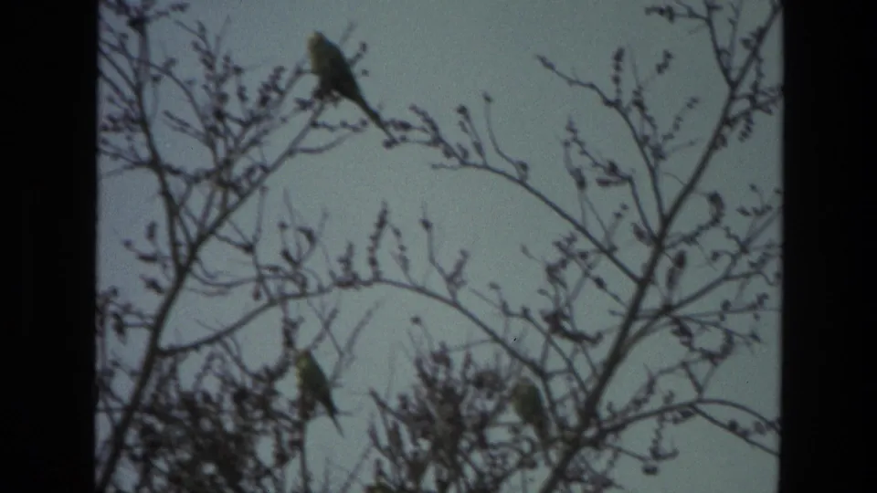 Two birds are visible on bare branches in a grainy 1974 India home-movie view of the sky.