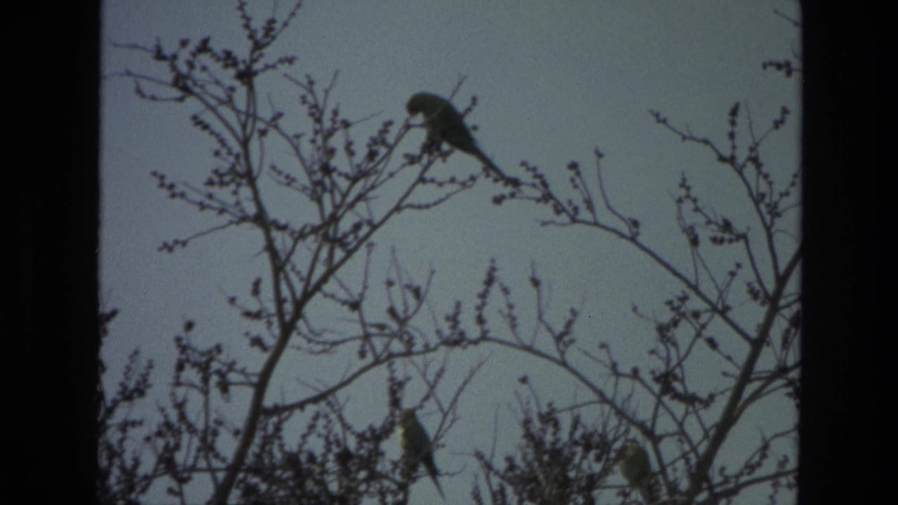 Small birds perched on bare tree branches against a pale sky.