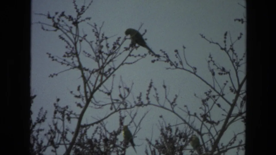1974 8mm India footage showing small birds perched among bare branches against a pale outdoor sky.