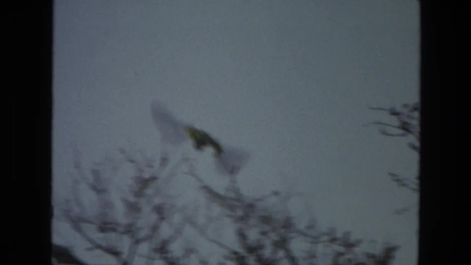A bird appears in motion above branches in this soft, grainy 1974 India home-movie frame.