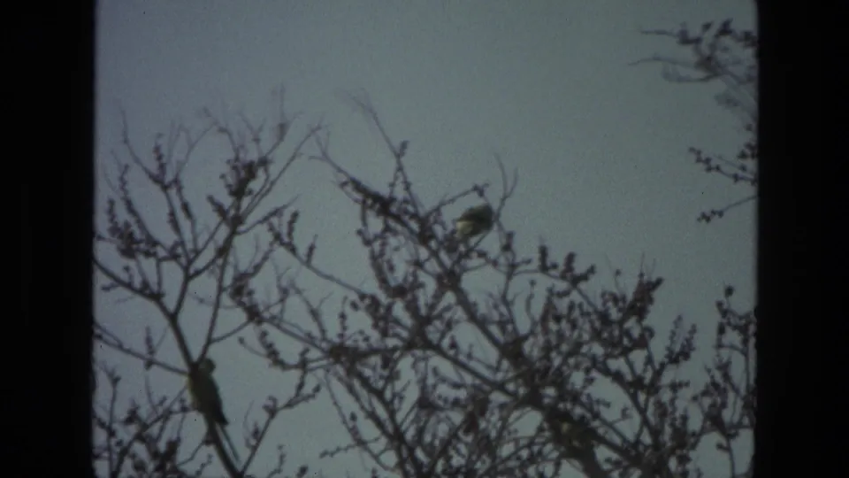 Small birds perch at different heights in a bare-branched tree, filmed in 1974 India on 8mm.
