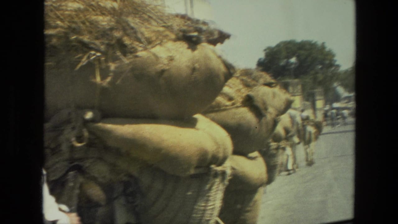 1974 India street view with bullock carts carrying hay and sacks, oxen, and people moving along a sunlit road.