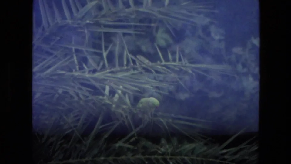 A small green parrot sits among palm fronds in a dim, bluish 8mm frame after the courtyard view.