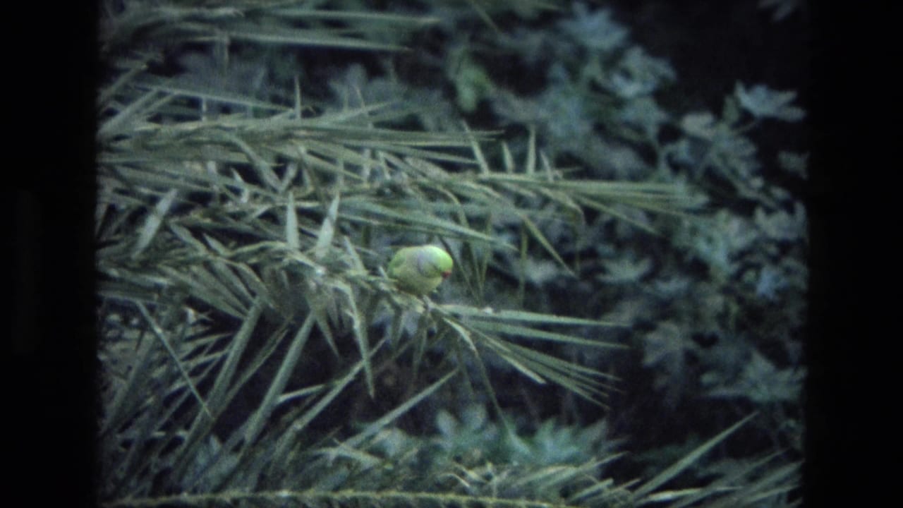 Green parrot perched among long fronds with dark foliage behind it.