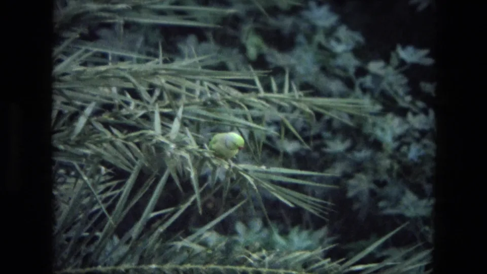 In 1974 India home-movie footage, a green parrot rests on a palm-like frond surrounded by soft dark foliage.