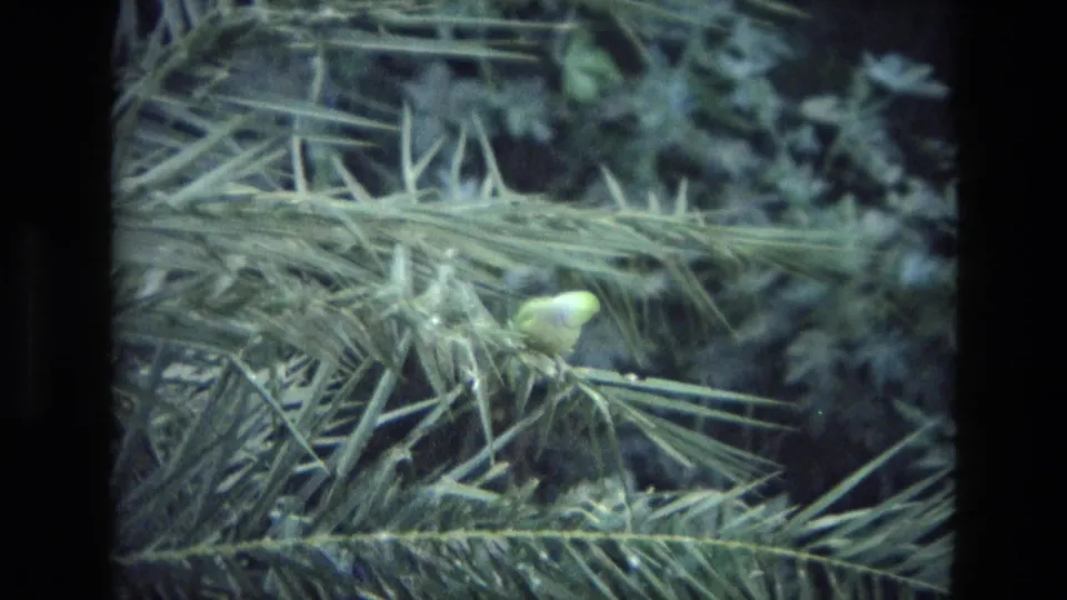The green parrot remains perched on wind-stirred fronds in this close 8mm view from India, 1974.