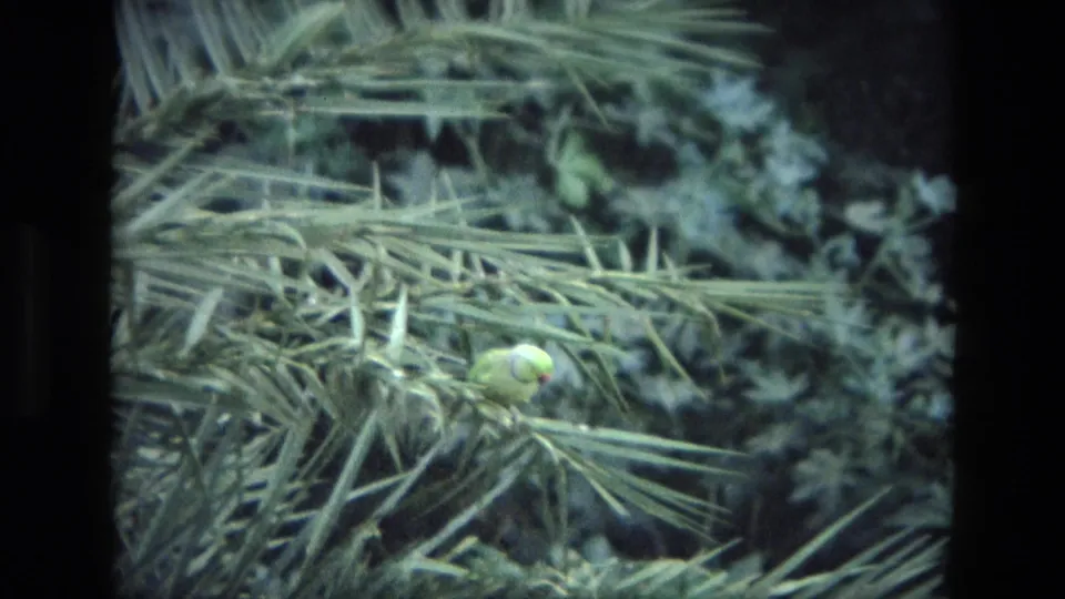A small green parrot is partly framed by crossing fronds in soft, grainy 1974 India home-movie footage.