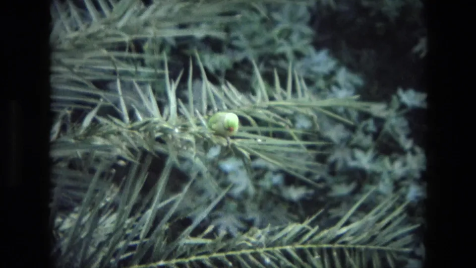 The final frame shows the green parrot centered among long fronds, with dense foliage behind it in 1974 India footage.