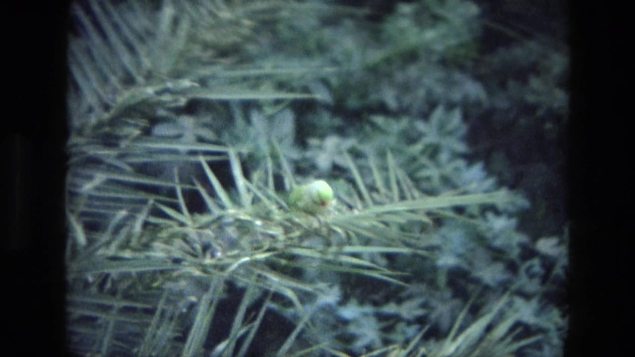 1974 India home-movie frame showing a small green insect on palm fronds against soft, dark garden foliage.