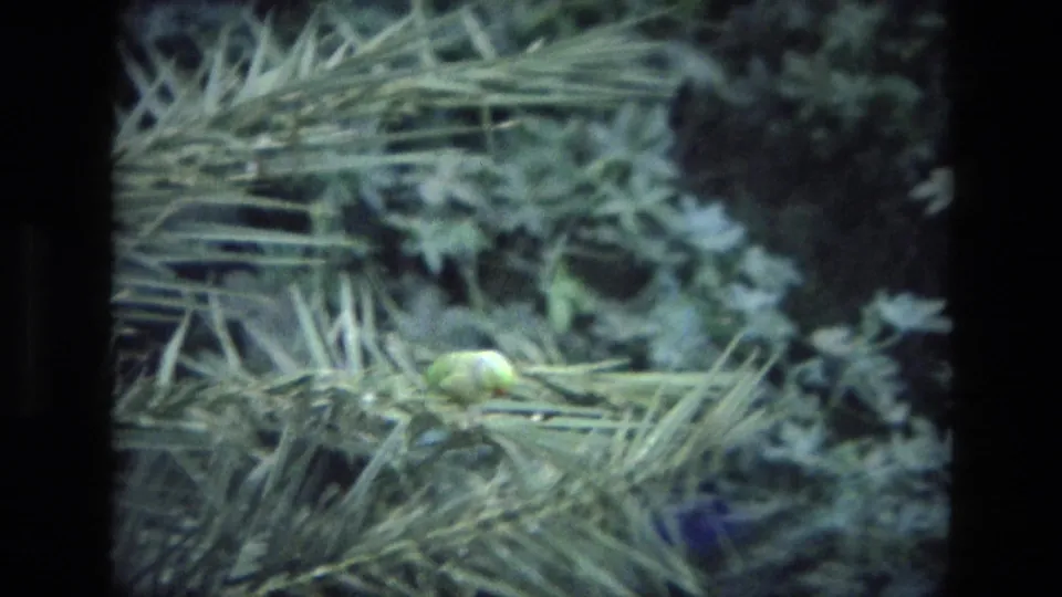 Close 8mm view of a green insect on palm fronds in India, with soft focus and layered garden foliage.