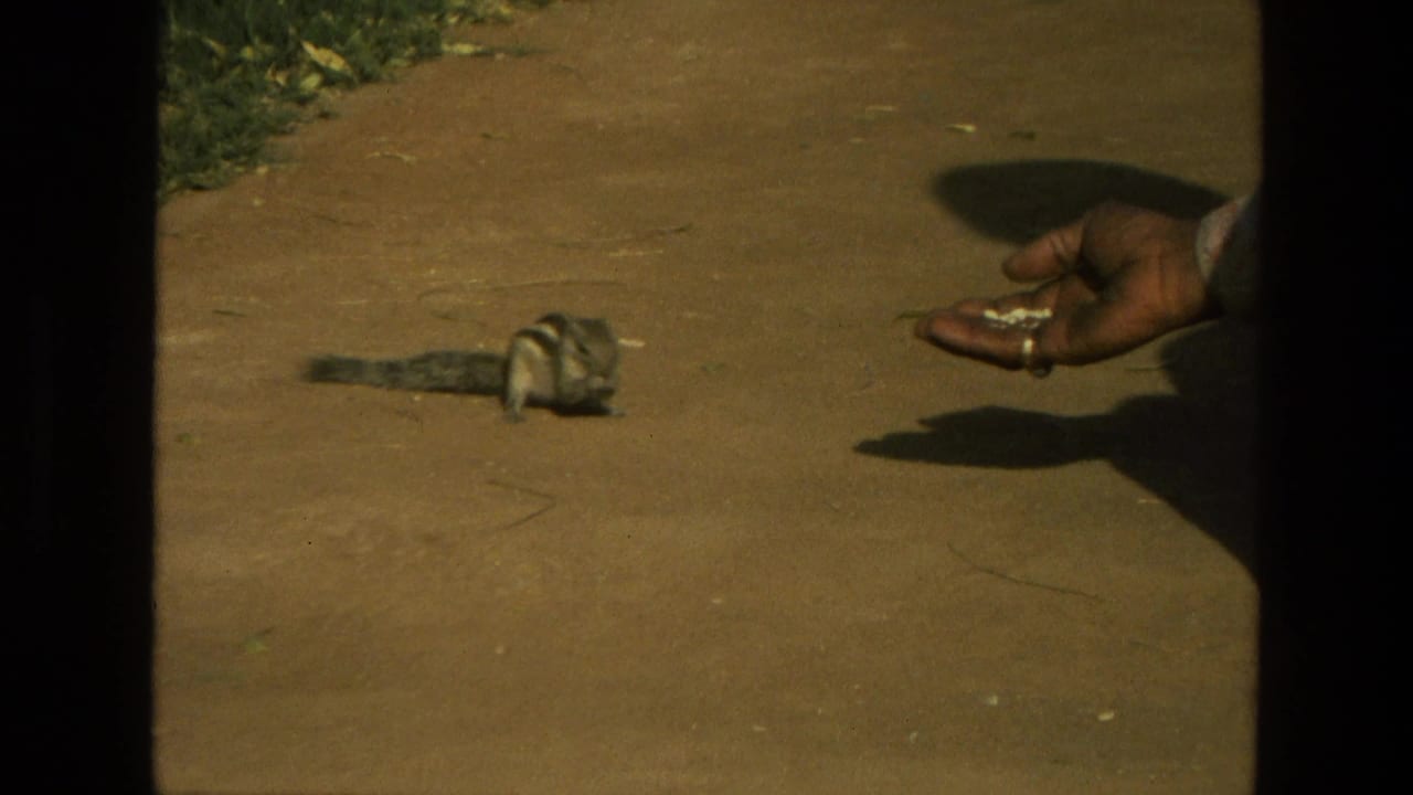 Striped chipmunk on a dirt path near an outstretched hand holding food.