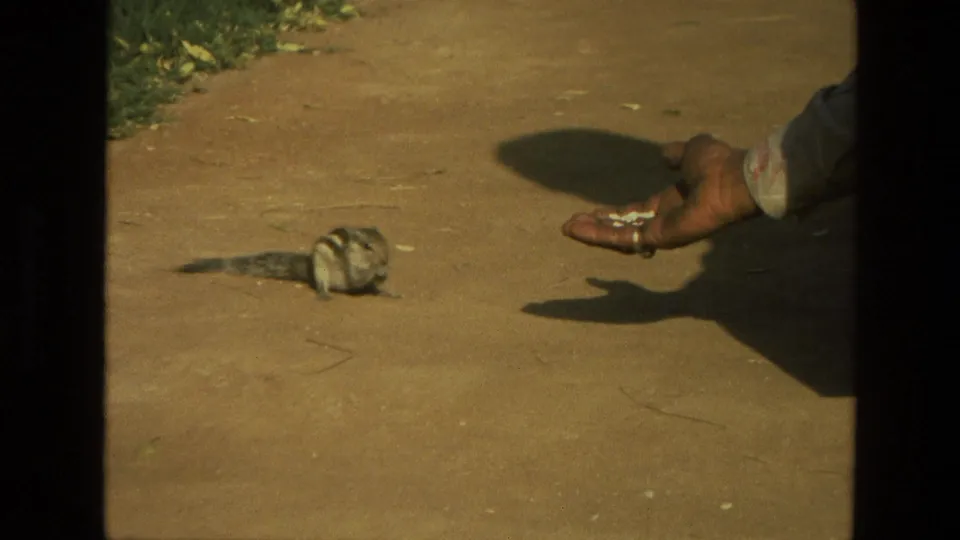 1974 India 8mm frame with a striped chipmunk close to a person's hand holding small food pieces on bare ground.