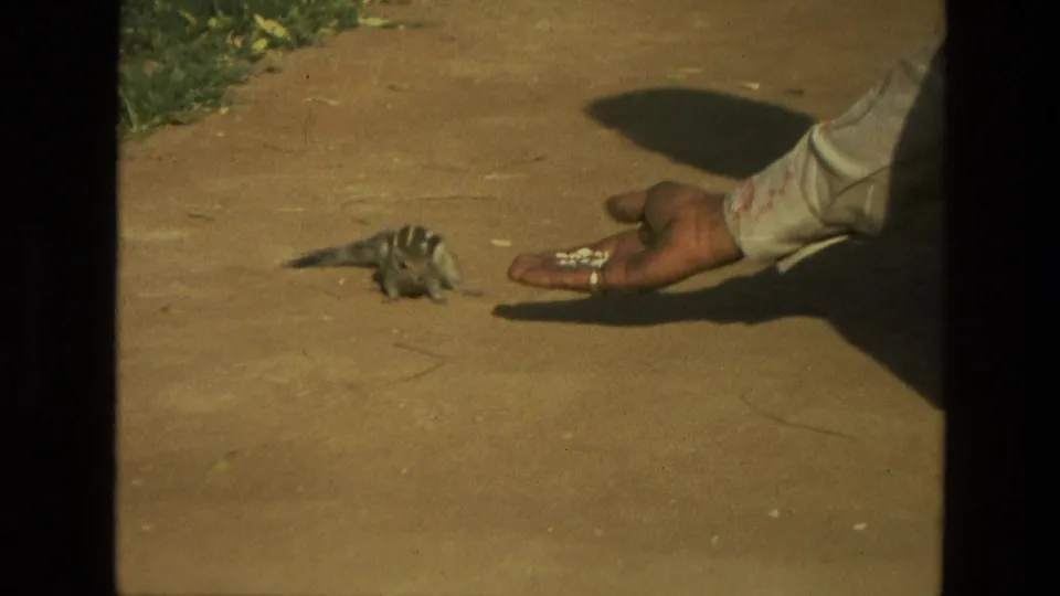 1974 India 8mm frame showing the hand brought closer as the small striped chipmunk remains on the path.
